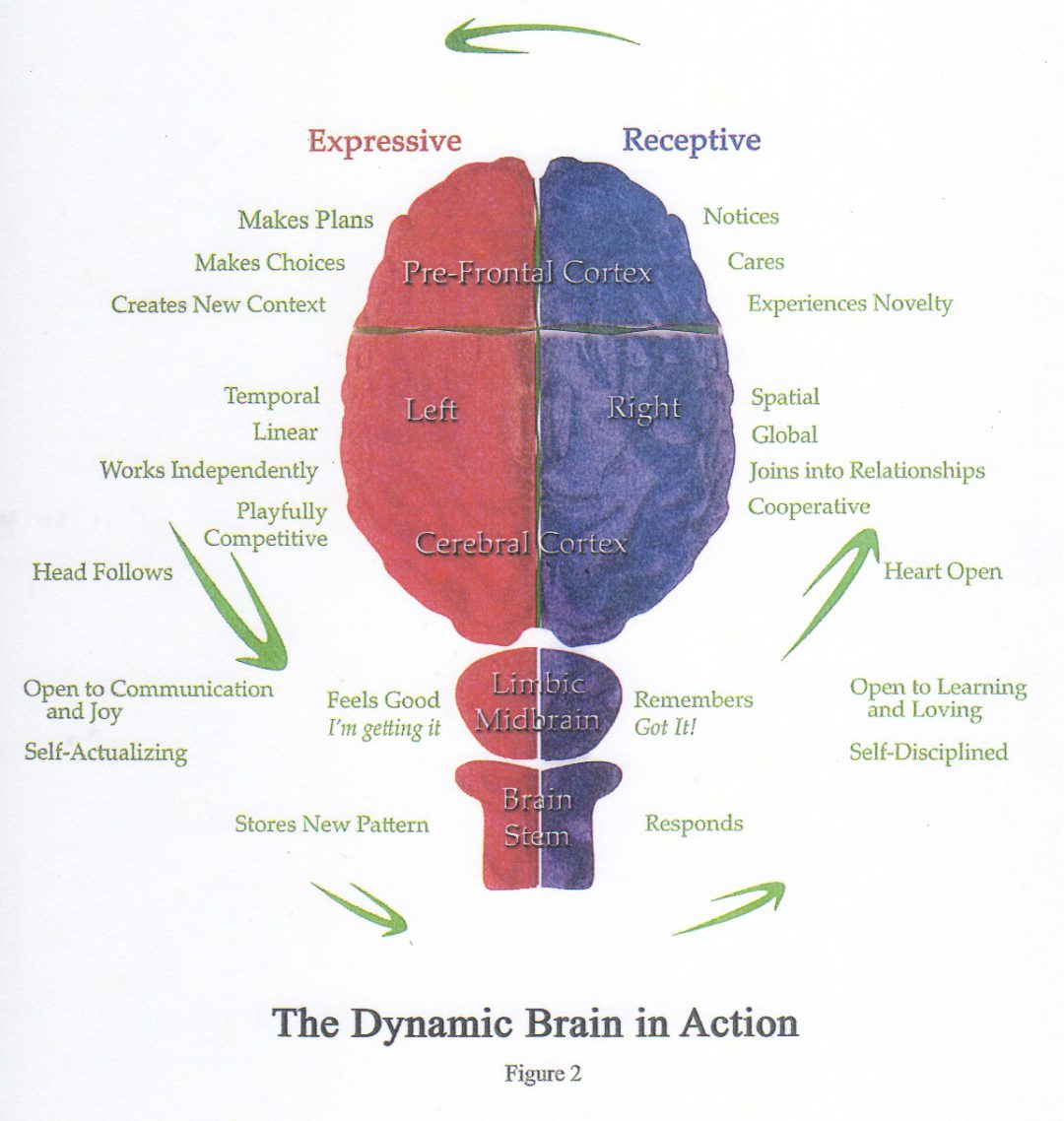 Optimal Brain Organization | Center Edge